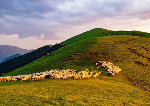 Ali Bugyal and Bedni Bugyal trek
